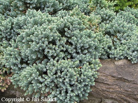 Sinikataja, Juniperus squamata 'Blue Star' Juniperus squamata 'Blue Star', sinikataja